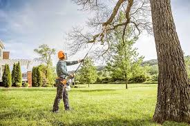 Best Stump Grinding and Removal  in Clinton, WI