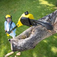 Best Tree and Shrub Care  in Clinton, WI