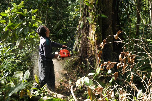 Best Tree Preservation Services  in Clinton, WI
