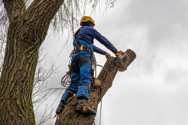 Best Tree Risk Assessment  in Clinton, WI