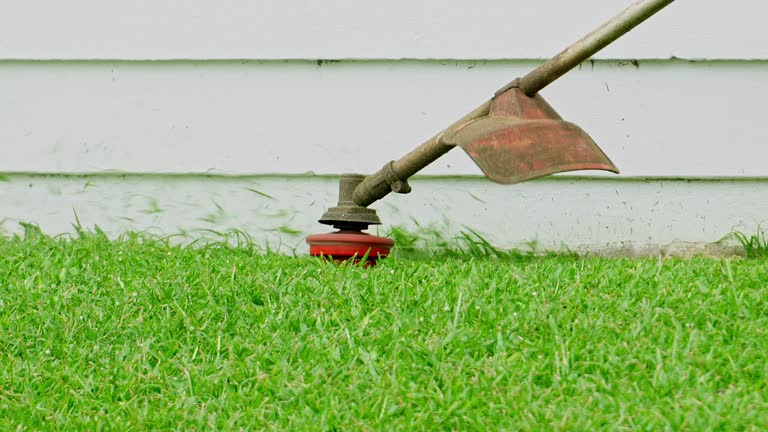 Best Tree Cabling and Bracing  in Clinton, WI