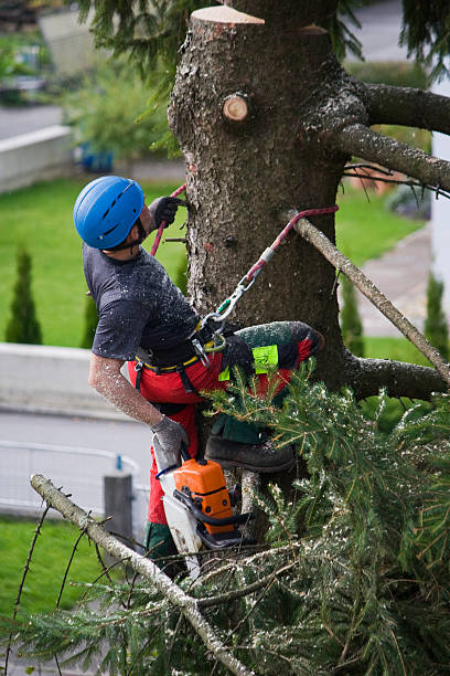 Best Organic Lawn Care Solutions  in Clinton, WI