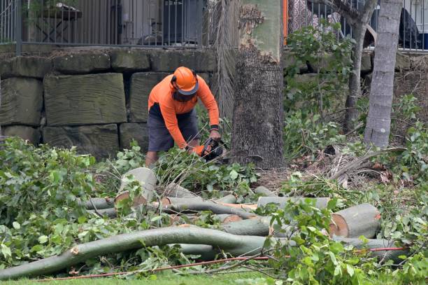 Best Root Management and Removal  in Clinton, WI