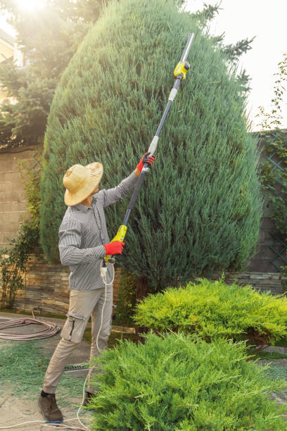 Trusted Clinton, WI Tree Services Experts