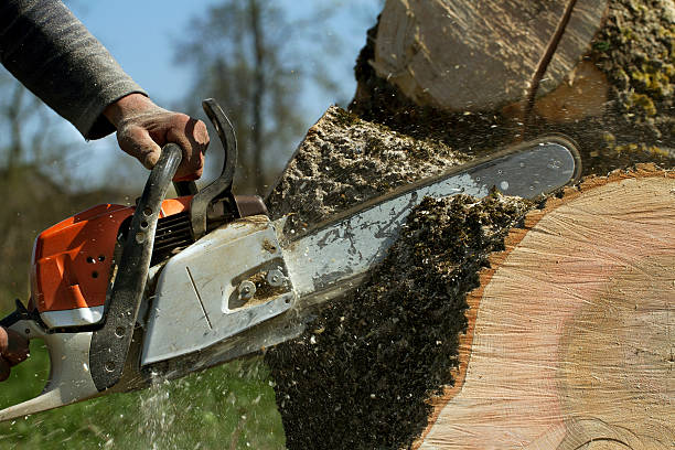 Best Tree Health Inspection  in Clinton, WI