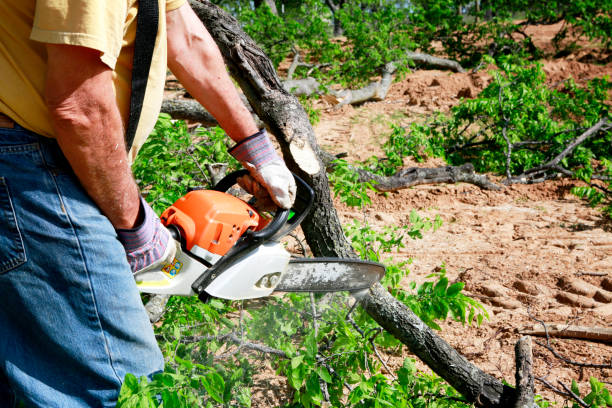 Best Lawn Watering Services  in Clinton, WI