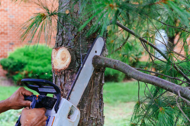 Best Tree Maintenance Programs  in Clinton, WI